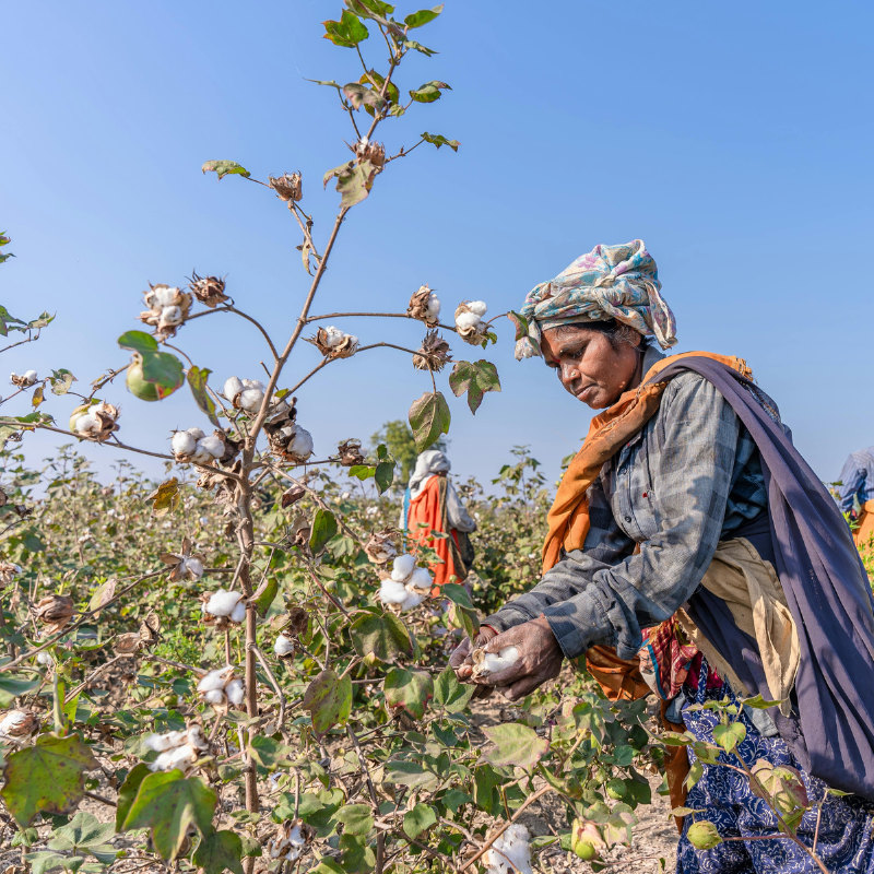 Cotton Picking