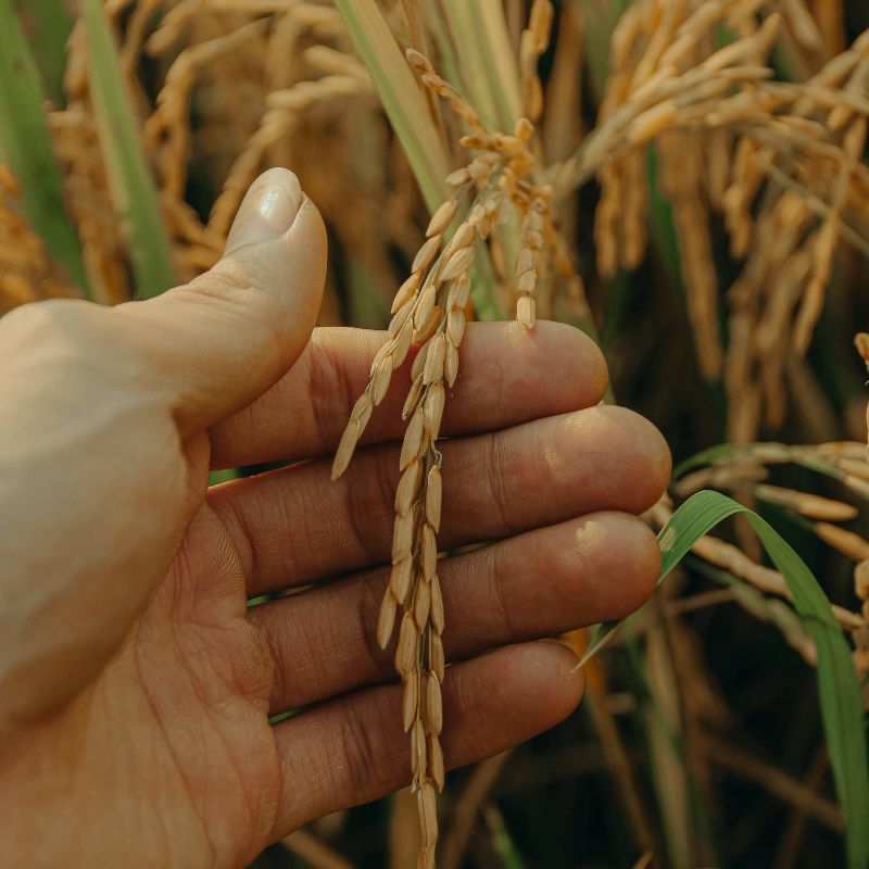 Wheat Future Development
